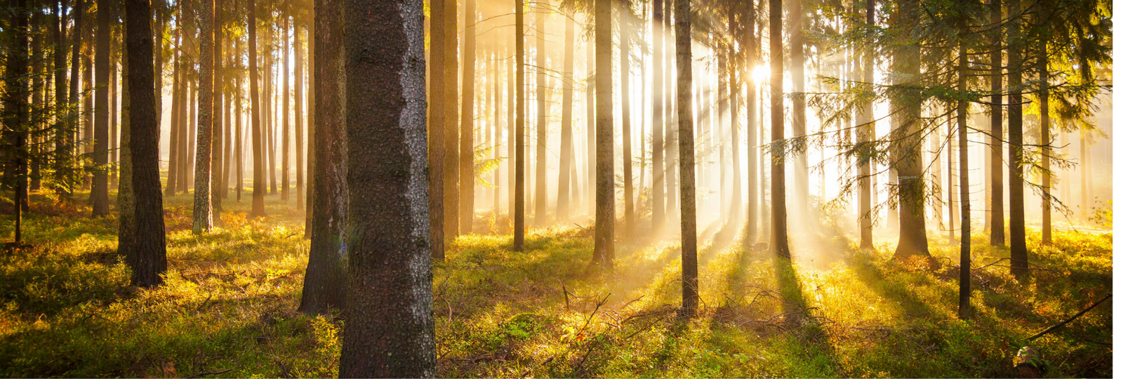 Featured Post Image - Boost Wellbeing Anywhere: Tiny Nature Rituals for Busy Lives