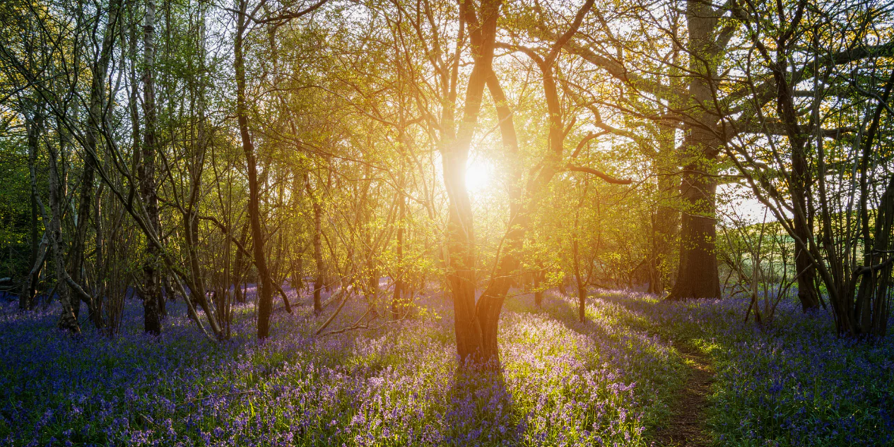 Featured Post Image - Boost your Well-being with Nature’s Help